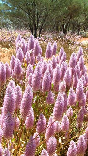Wildflowers, Sandstone, WA. 